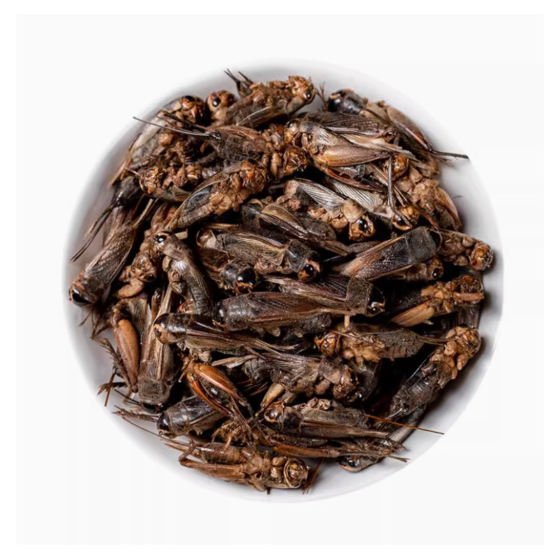 Dried Cricket Insect Feed Freeze Dried Whole Crickets 1KG Bulk Reptile Bird Fish Food - Image 3