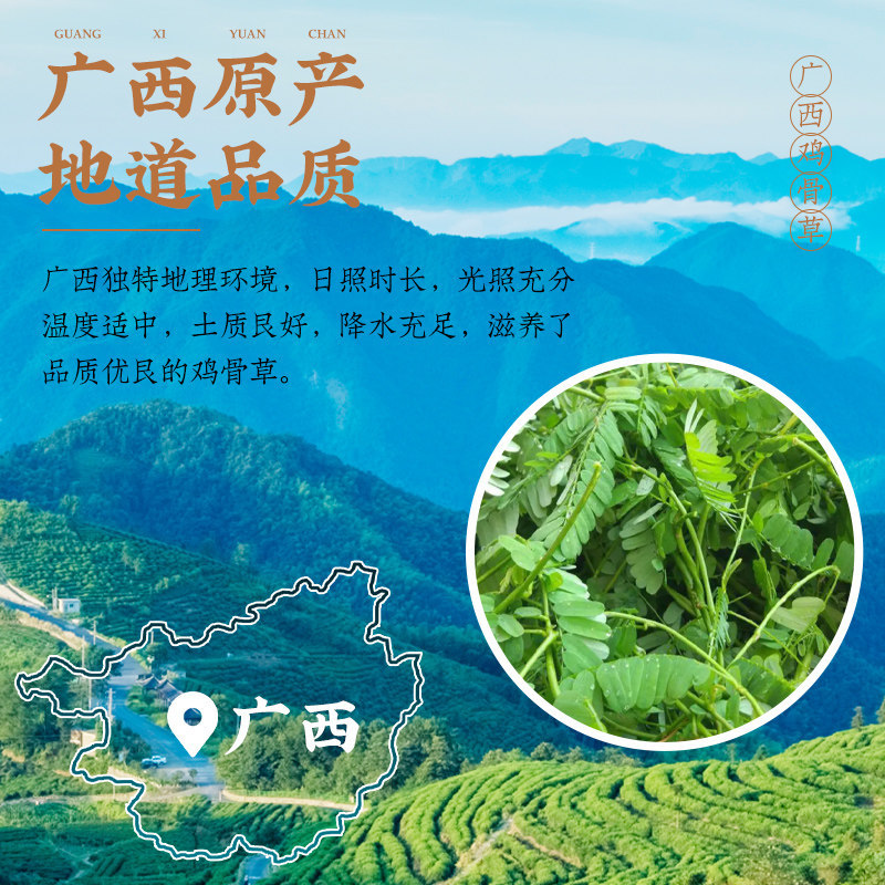 Wild Ji Gu Cao Chicken Bone Herb 500g Dried Abrus Herb for Soup and Decoction - Image 4