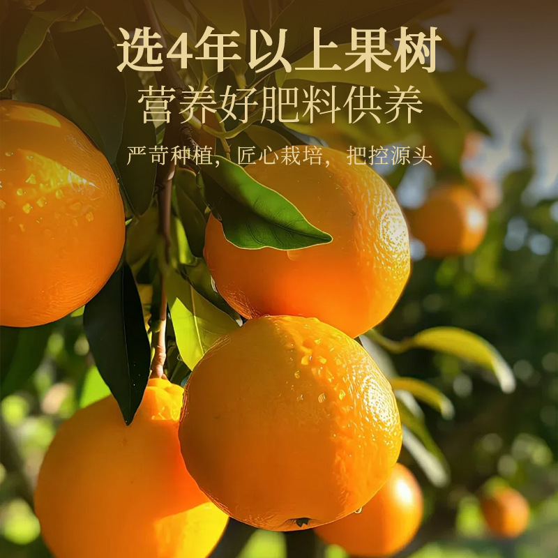 Dried Aged Chenpi Tangerine Peel 45g Jar Guangdong Da Hong Pi for Tea and Soup - Image 3