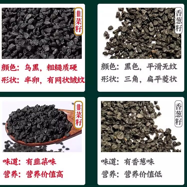 Chinese Chive Seed Tea Jiu Cai Zi Wild Leek Seeds Dried Herbal Seeds for Tea Wine Infusion 500g - Image 3