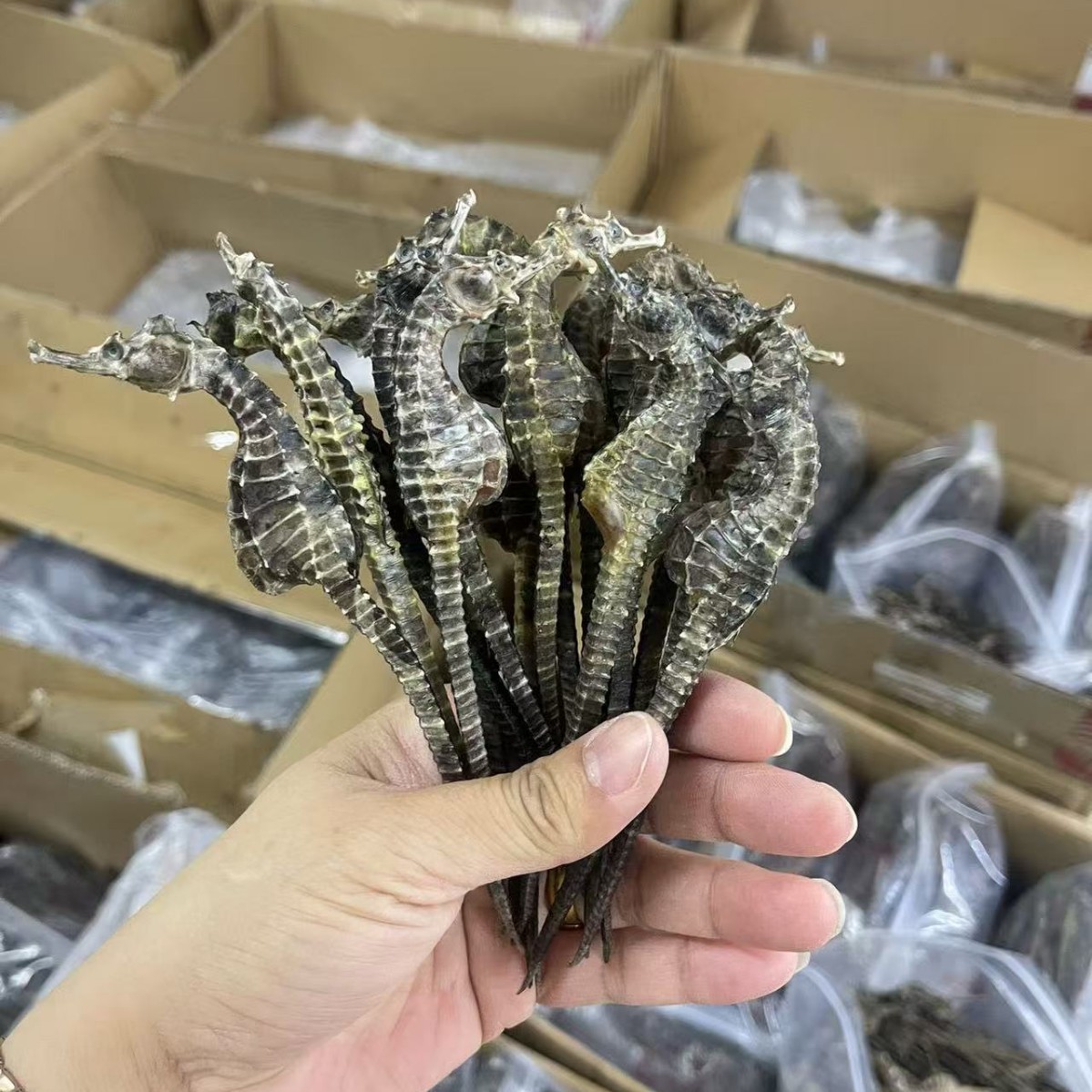 Dried Seahorse for Soup and Wine Soaking Traditional Chinese Tonic 0.5-5g Sizes - Image 3