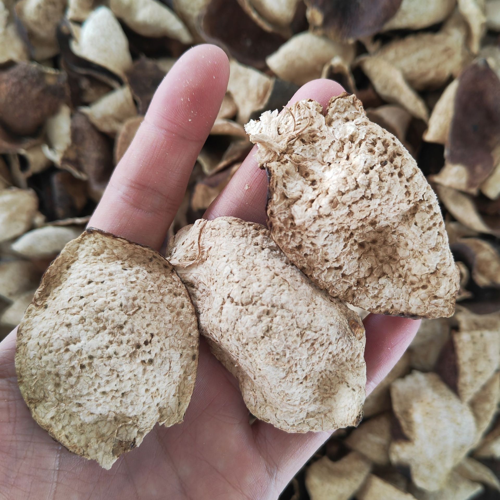 Aged Chenpi (Citrus reticulata) — Sun-Dried Xinhui Tangerine Peel, 10–20 Year Aged Dahongpi - Image 3