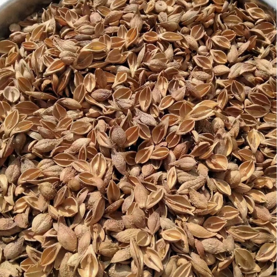 Forsythia Fruit Lian Qiao Dried Herb Natural Sun Dried Traditional TCM Decoction Pieces 500g - Image 3
