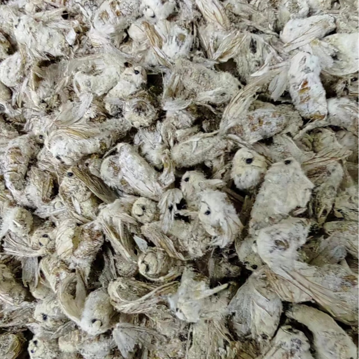 Male Silkworm Moth (Bombyx mori) — Dried TCM Herb, Food-Grade, 500g - Image 5