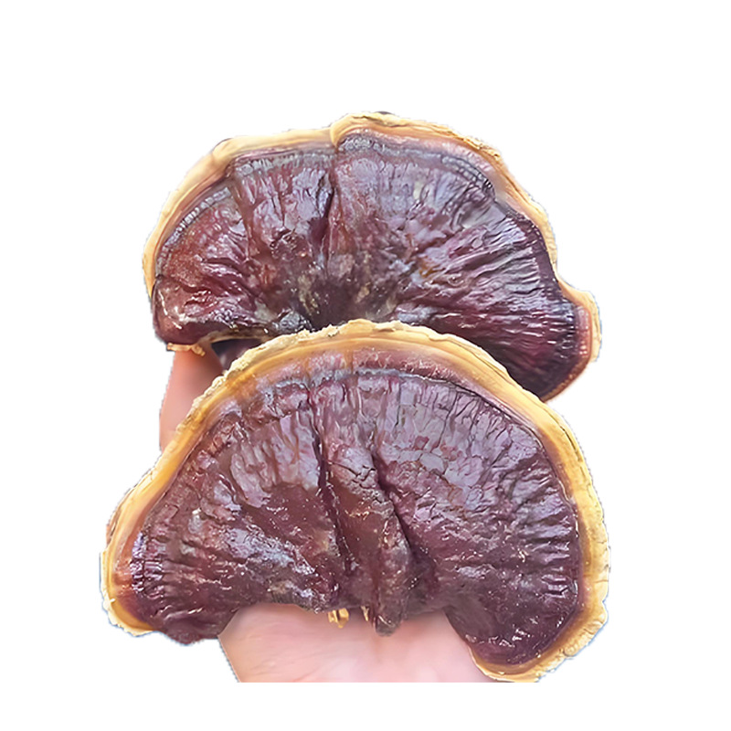 Jin Bian Lingzhi Reishi Mushroom Dried Whole Fruiting Body Traditional Herbal Use - Image 5