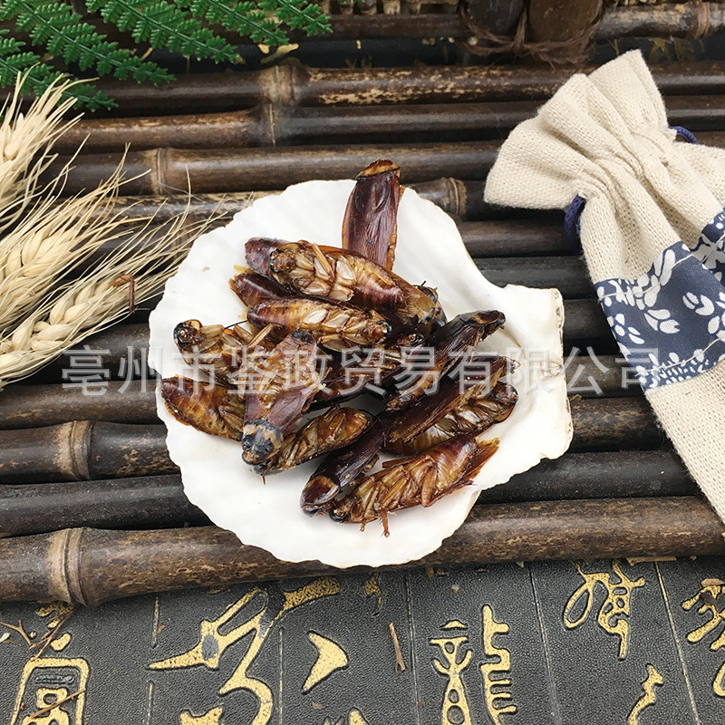 Dried American Cockroach Periplaneta Americana Fei Lian TCM Raw Herb 500g - Image 4