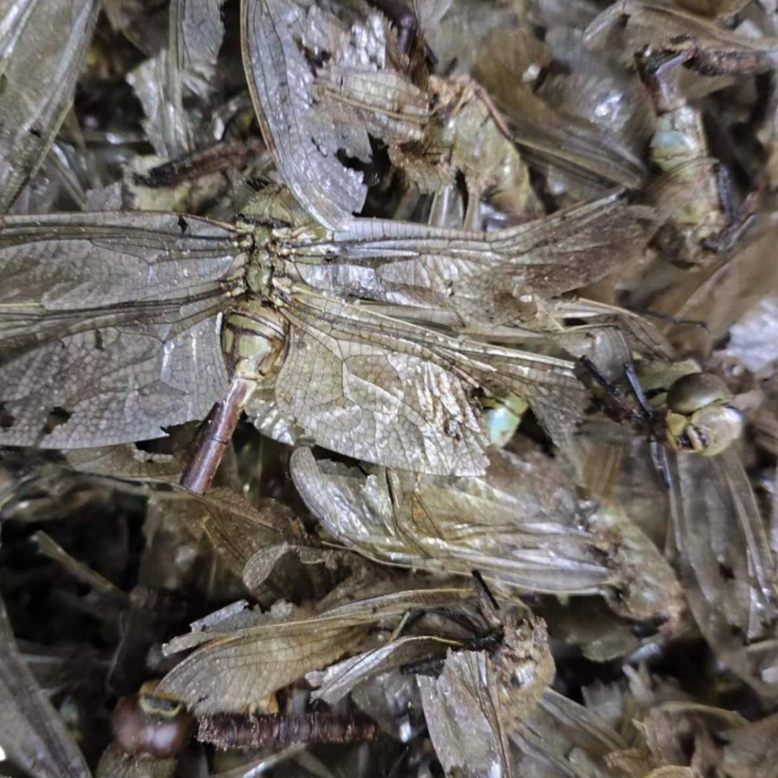 Dragonfly (Anisoptera) — Whole Dried Dragonfly, Green-Headed & Red Varieties, Food Herb - Image 5