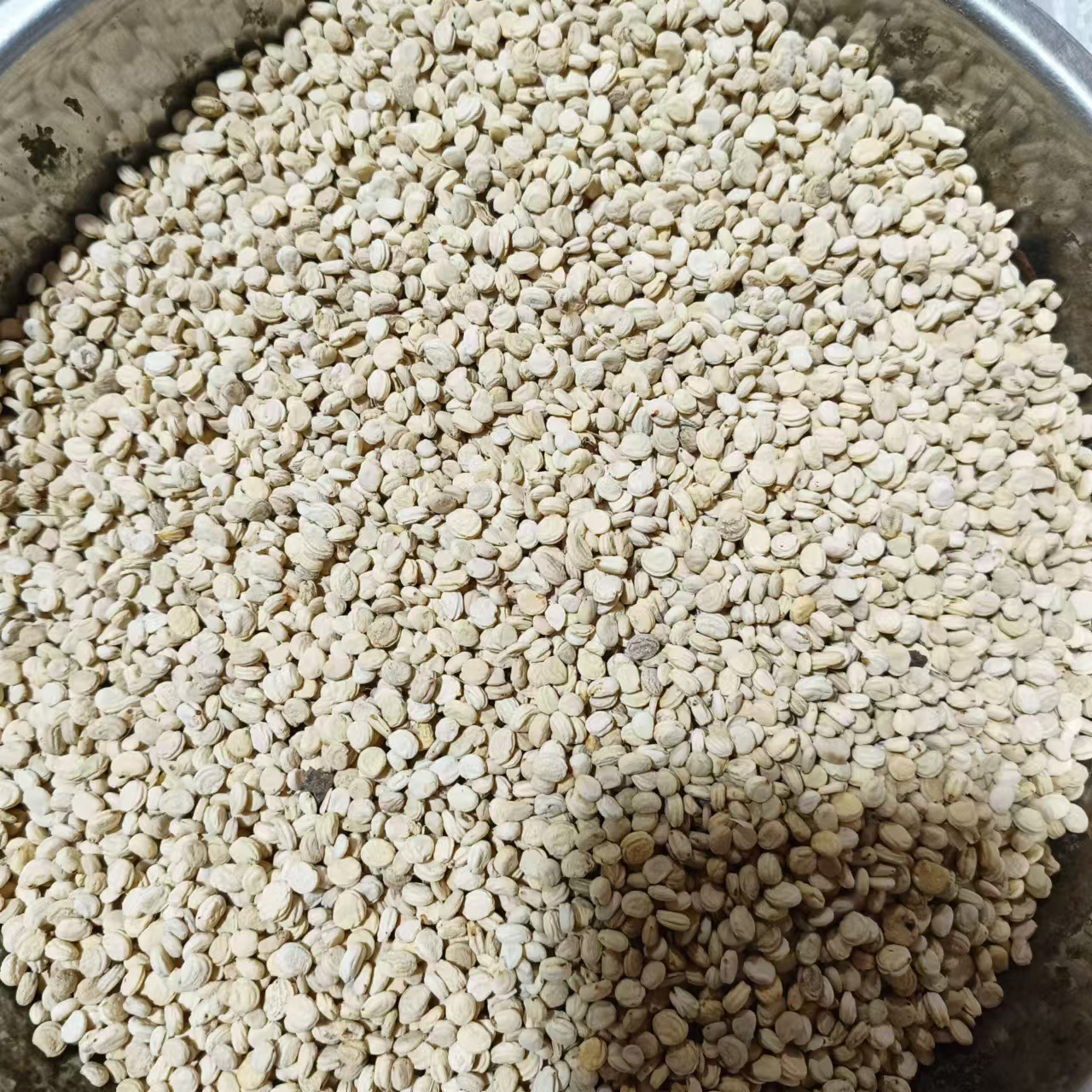 Dried Ginseng Seeds Plump White Ren Shen Zi 500g Traditional Herbal Use - Image 2