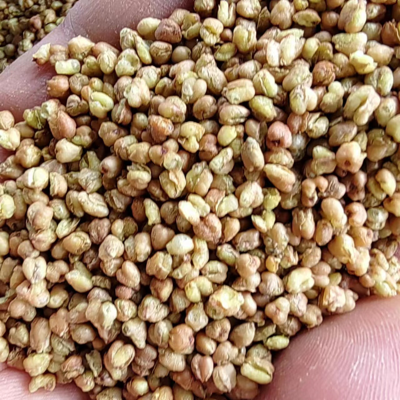Ku Qiao Mai (Fagopyrum tataricum) — Dried Tartary Buckwheat Grain, Food Herb for Tea & Porridge - Image 4