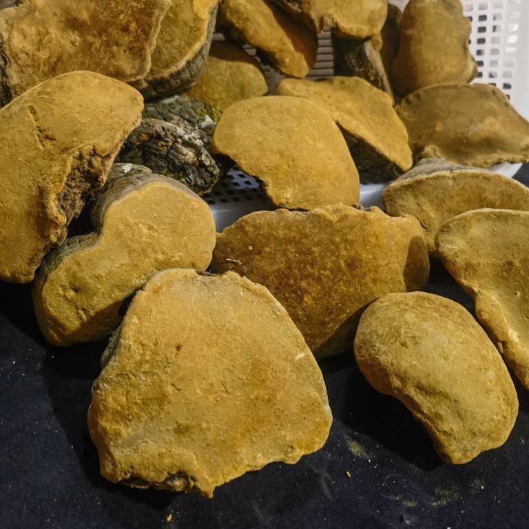 Sang Huang Mulberry Phellinus Dried Slices 250g Yunnan Wild Harvested Herbal Conk - Image 2
