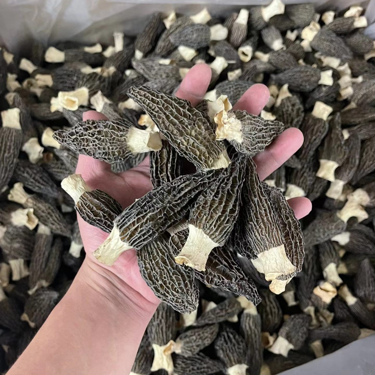 Morel Mushroom (Morchella spp.) — Dried Yunnan Wild-Harvested Whole Mushrooms for Soup & Tea - Image 3