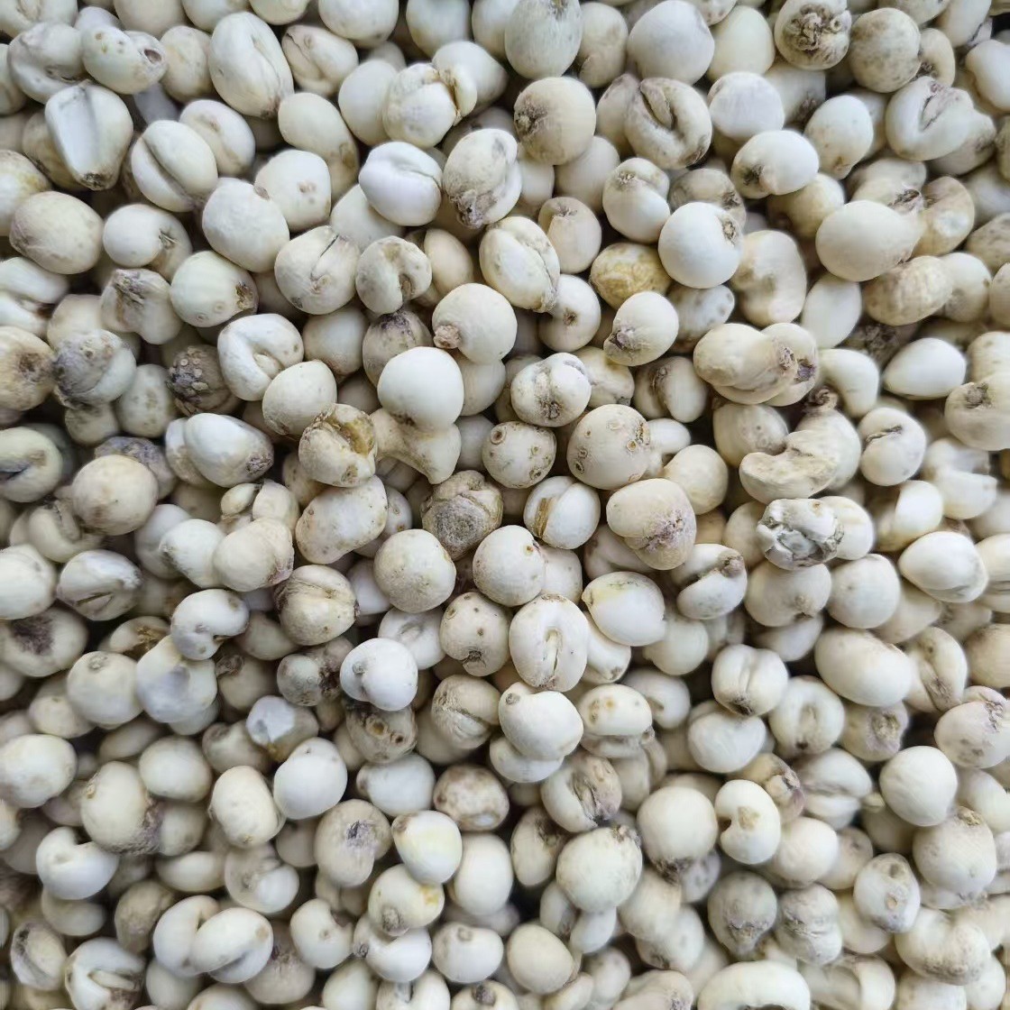 Dried Fritillaria Bulb Bei Mu 500g Bagged Herbal Decoction Pieces - Image 4