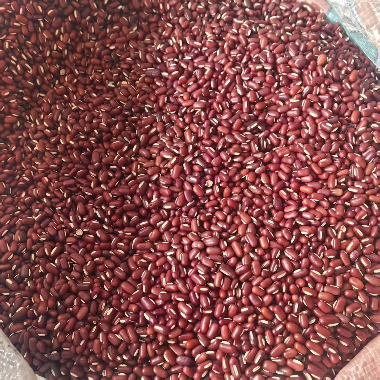 Adzuki Bean Chi Xiao Dou 500g Whole Dried Seeds Farm Grown Food Grade Grain - Image 3