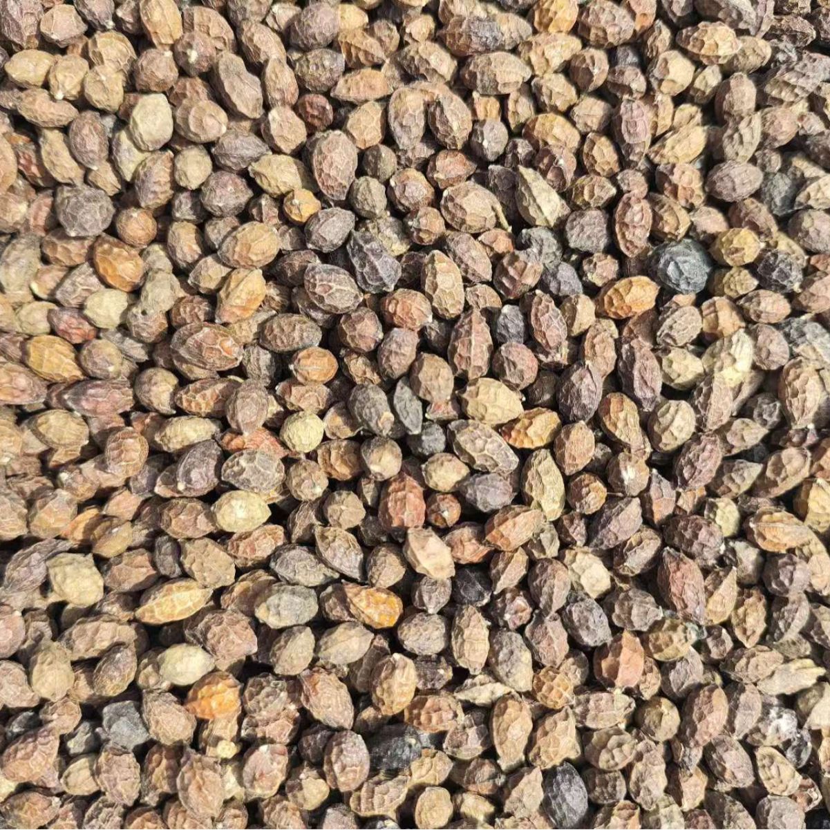 Ya Dan Zi (Brucea javanica) — Dried Bitter Seed Herb, 500g, Unsulfured - Image 4