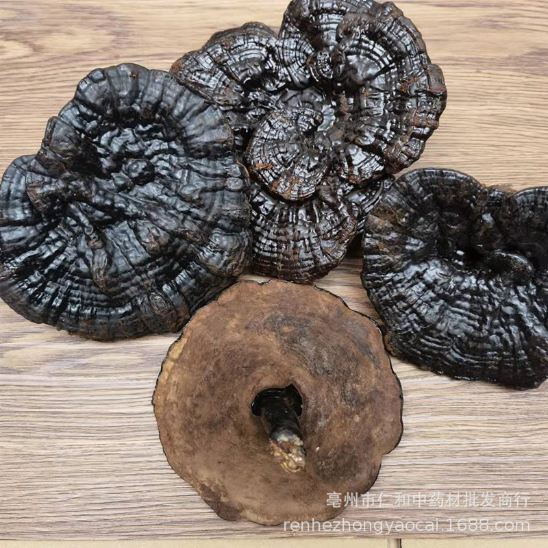 Changbai Mountain Black Reishi Lingzhi Whole Dried Mushroom Traditional Herbal Decoction - Image 5