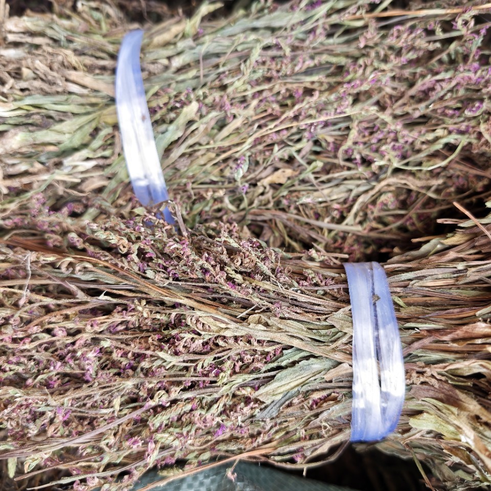 Pan Long Shen (Spiranthes sinensis) — Dried Food Herb, Rare Chinese Botanical - Image 3