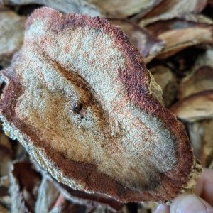 Red Kwao Krua Root (Pueraria mirifica) — Thai Botanical for Wine & Tea Infusions