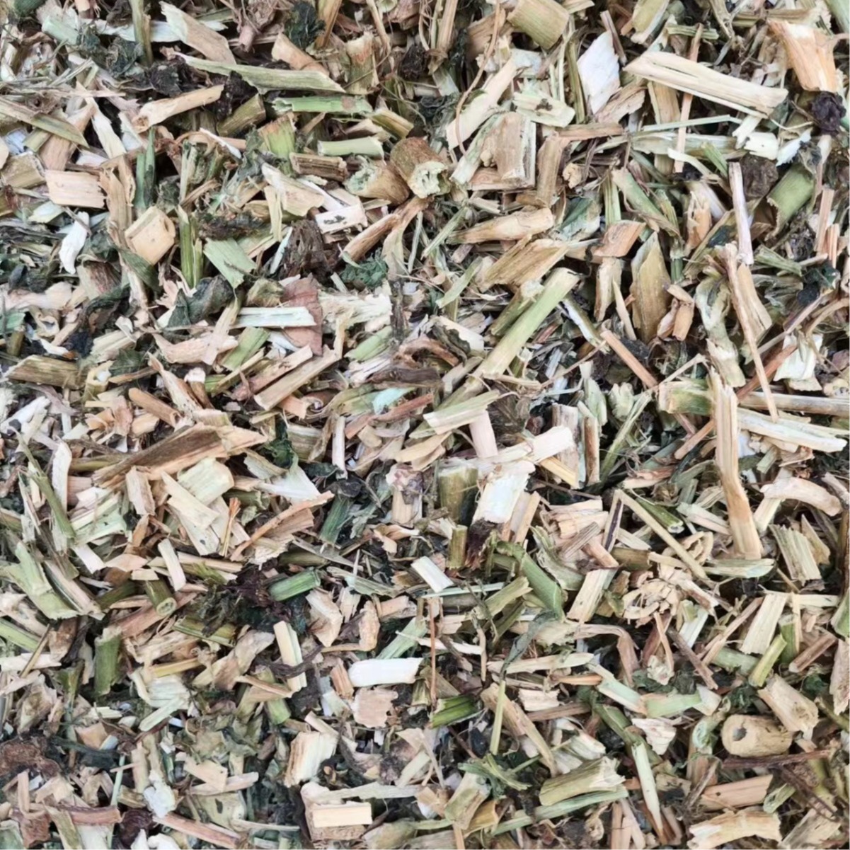 Long Kui Herb (Solanum nigrum) — Dried Black Nightshade for Traditional Herbal Use - Image 4