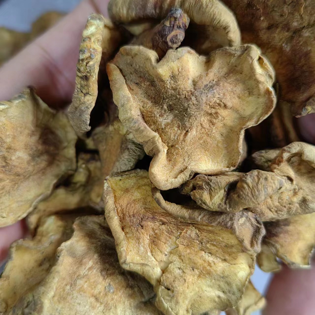 Jerusalem Artichoke Slices (Helianthus tuberosus) — Dried Food Herb, 500g - Image 4