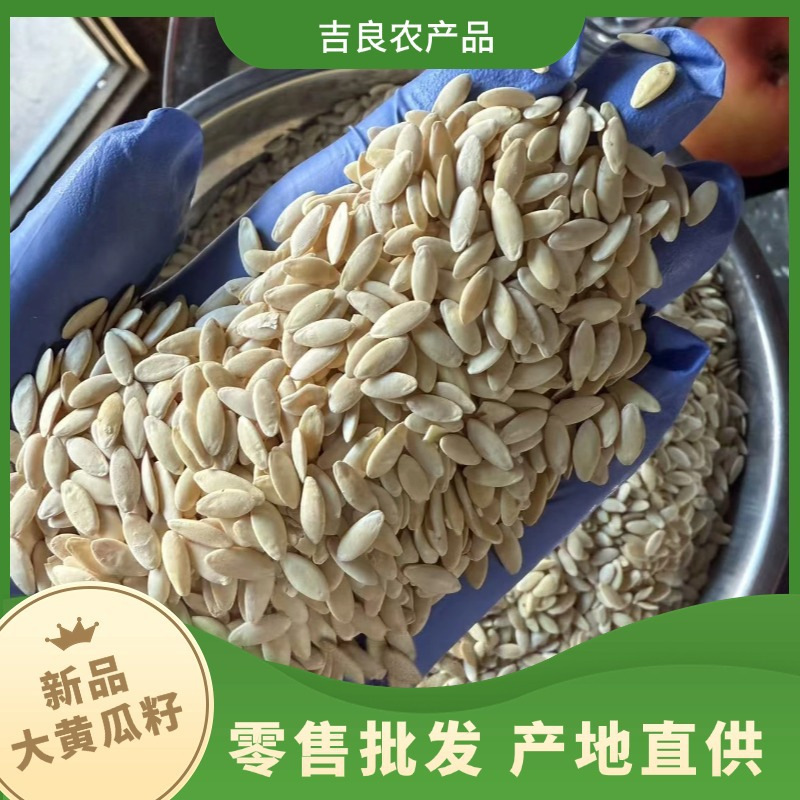 Large White Cucumber Seeds Huang Gua Zi 500g Hand Selected Raw Edible Seeds - Image 2