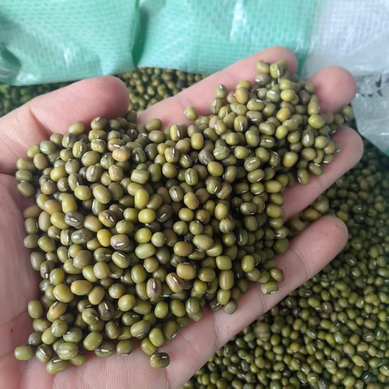 Northeast Mung Bean 2025 New Crop Lu Dou 500g 1000g Clean Culinary Green Beans for Soup Congee and Summer Drinks - Image 2