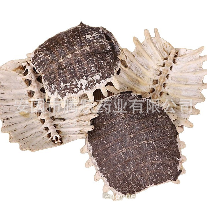 Dried Turtle Shell Bie Jia Whole Pieces Traditional Chinese Herb 500g - Image 5