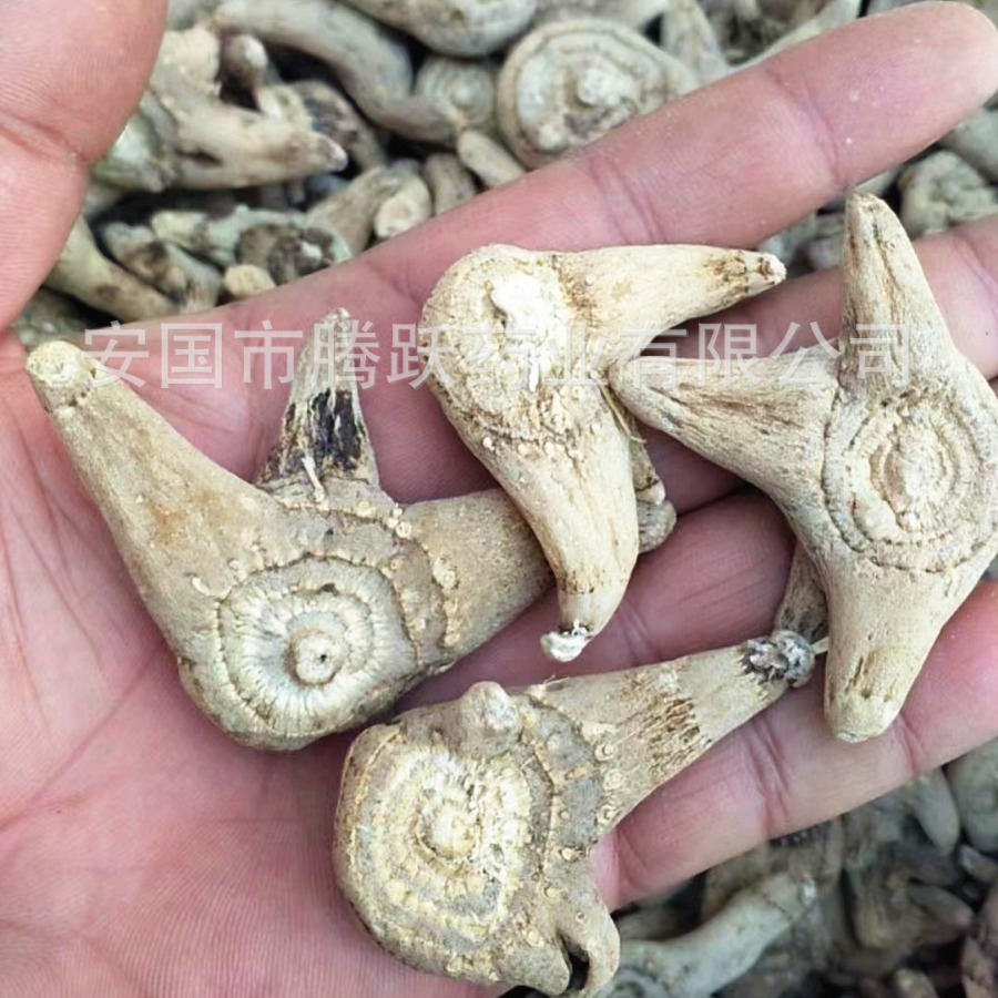 Dried Bletilla Rhizome Bai Ji 白芨 Whole Root Bulk Chinese Herb 500g - Image 2