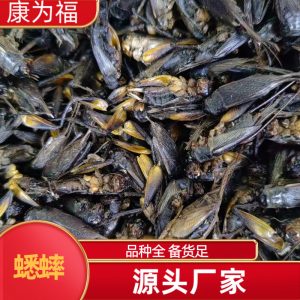 Cricket Dried (Gryllus testaceus) — Traditional Chinese Medicinal Herb, Bulk Dried Crickets