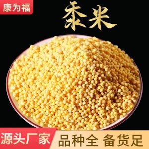 Shu Mi (Panicum miliaceum) — Broomcorn Millet Grain for Congee & Five-Grain Porridge