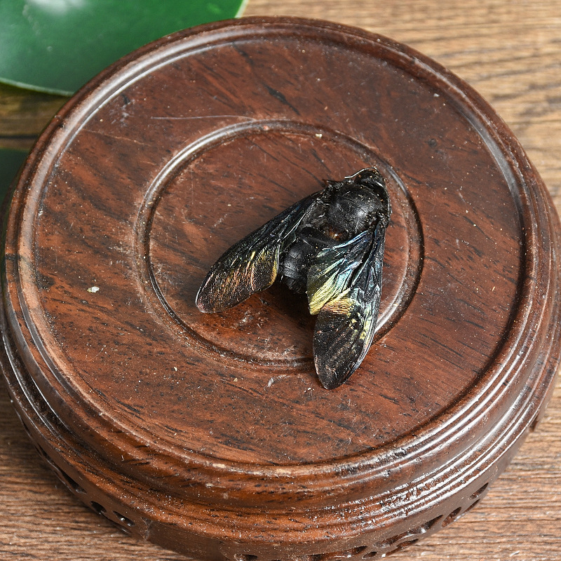 Bamboo Bee (Xylocopa dissimilis) — Dried TCM Insect Material, 500g Bulk Lot - Image 3