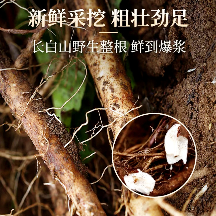 Dandelion Root Tea Pu Gong Ying 150g Roasted Dried Herbal Tea from Changbai Mountain - Image 2