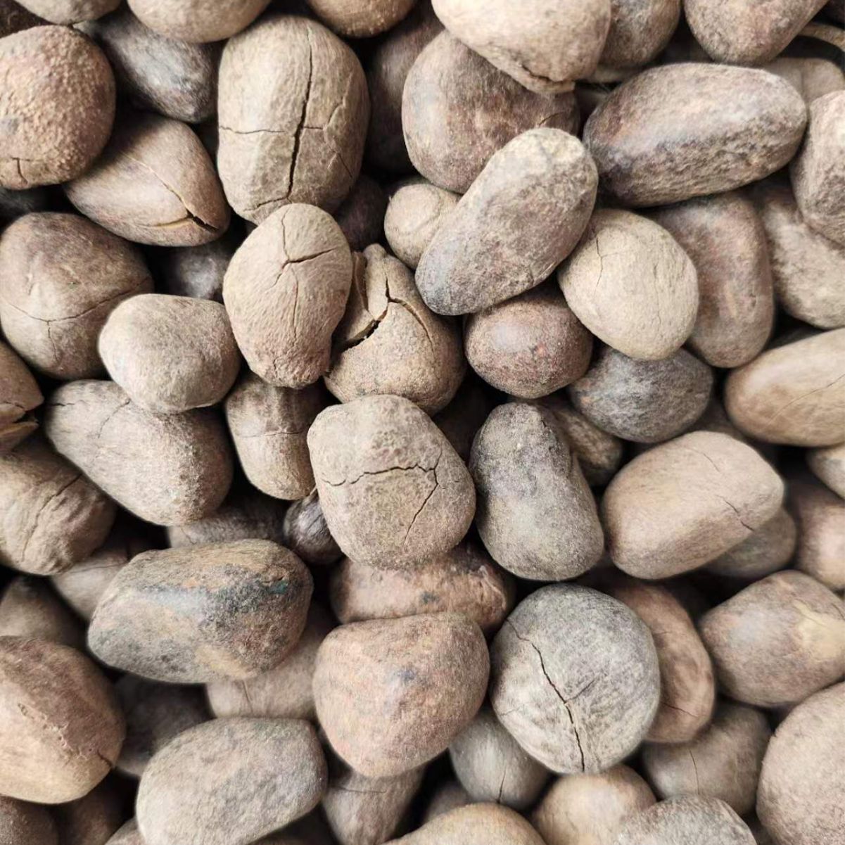 Da Feng Zi (Hydnocarpus anthelminticus) — Dried Chaulmoogra Seeds, Traditional Herbal Material - Image 2