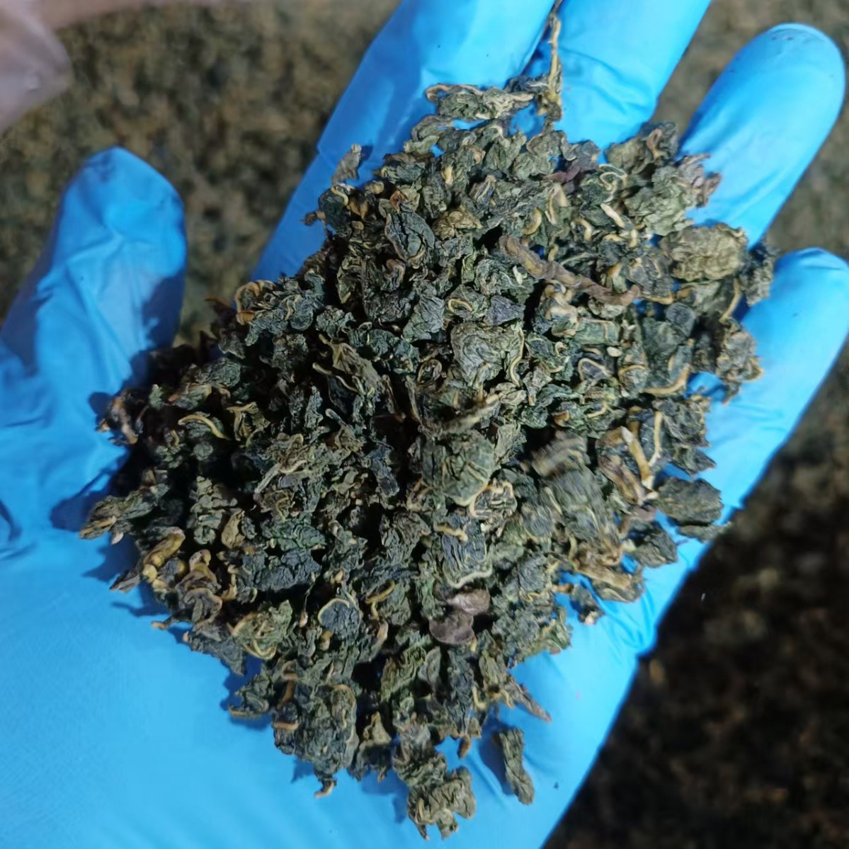 Mulberry Leaf Tea Sang Ye 500g Pan-Fried Herbal Tea Loose Leaf - Image 3