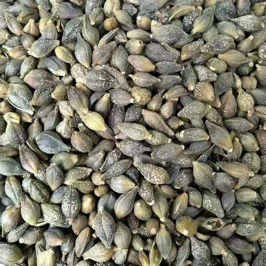 Dried Forsythia Fruit Lian Qiao 500g Selected Grade Sulfur-Free Raw Herb for Decoction and Herbal Tea - Image 5