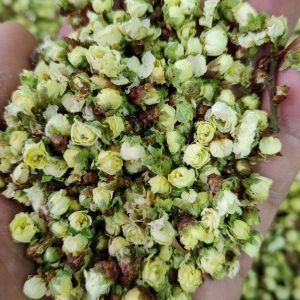Green Plum Blossom (Prunus mume) — Dried Floral Herb for Tea & Seasonal Blends