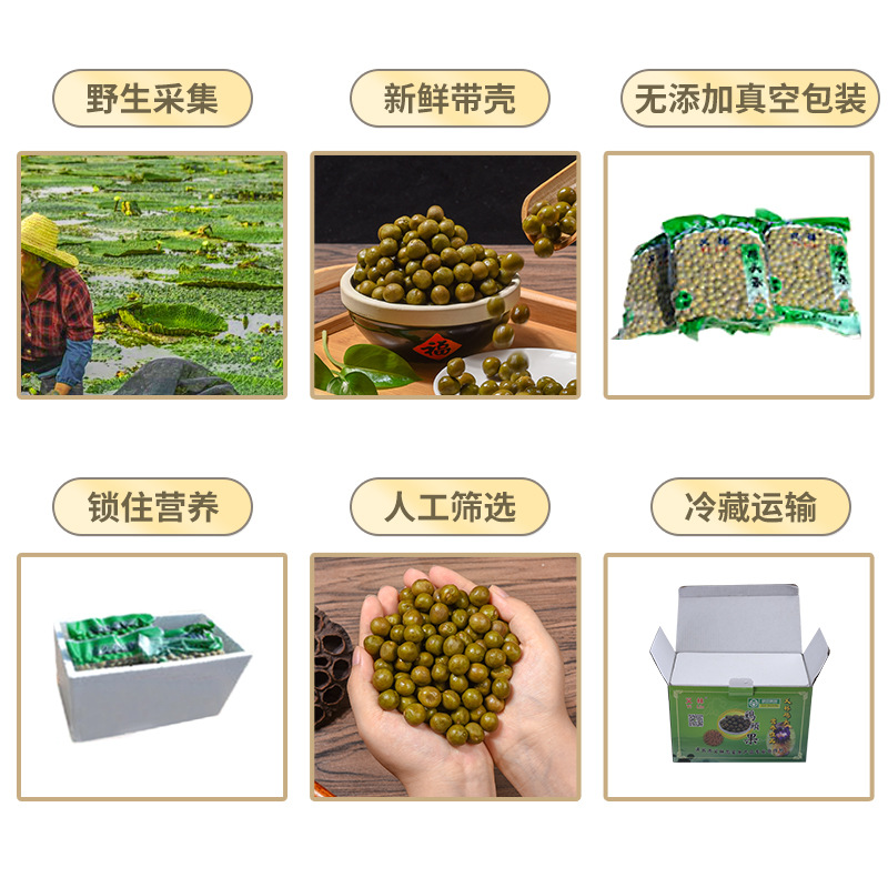Fresh Gorgon Fruit Qian Shi 500g Bag Premium Euryale Ferox Seeds for Cooking and Soup - Image 2