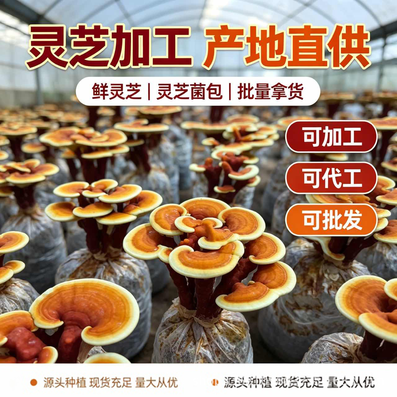 Dried Reishi Mushroom Slices Ling Zhi Herbal Tea Traditional Wellness 50g - Image 2