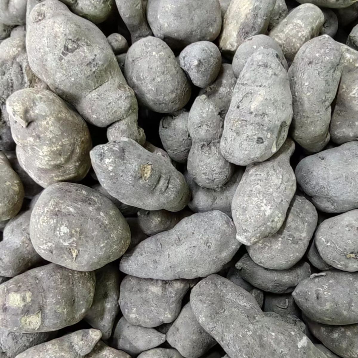 San Ye Qing (Tetrastigma hemsleyanum) — Dried Chinese Herb, Powder Service Available - Image 3