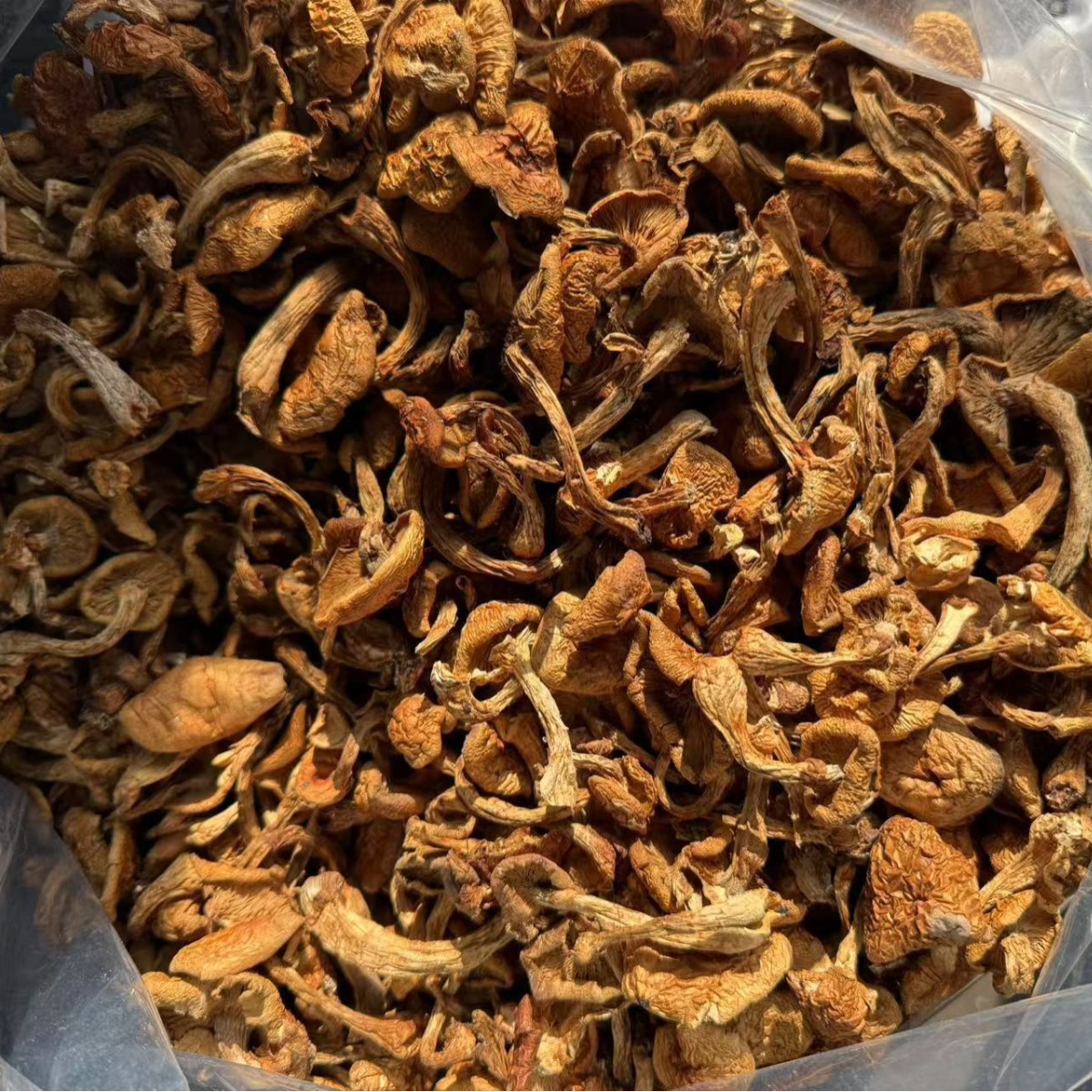 Dried Northeast Yellow Mushroom Hua Zi Gu Dried Mushroom for Chicken Stew 500g - Image 4