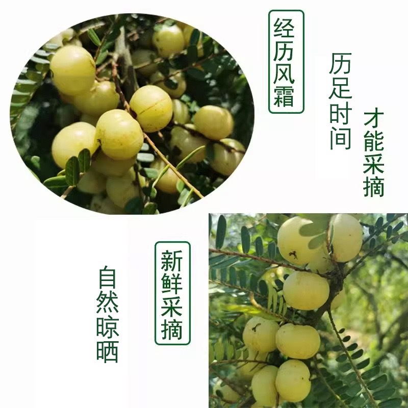 You Gan Tea Natural Amla Fruit Herbal Tea 100g Canister Cold Brew Substitute Tea - Image 4