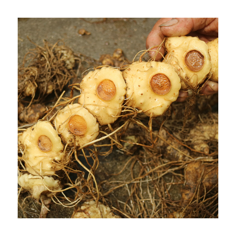 Wild Huang Jing Dried Slices Steamed Sun Dried Polygonatum 500g for Tea and Soup - Image 5