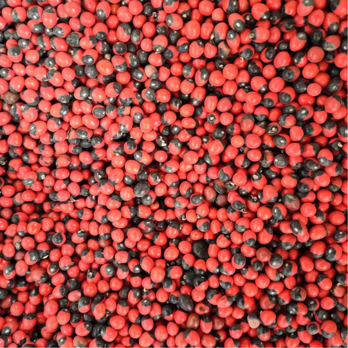 Xiang Si Dou (Abrus precatorius) — Dried Love Bean Seed for Traditional Herbal Use - Image 5
