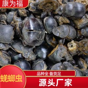 Qiang Lang Chong (Catharsius molossus) — Dried Dung Beetle for TCM Herbal Use