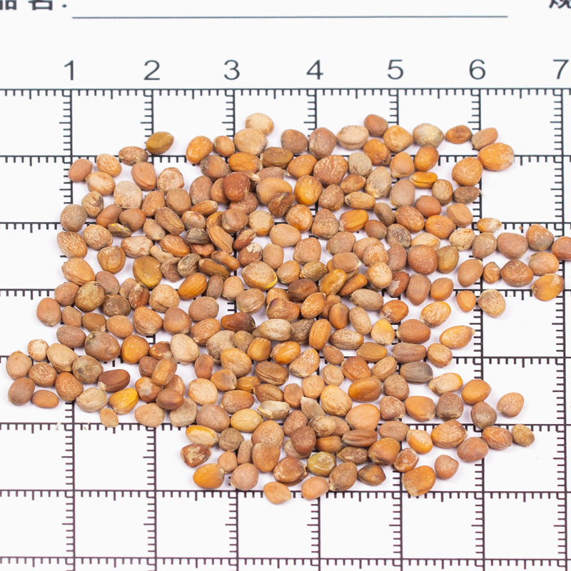 Dried Raphanus Seed Lai Fu Zi 500g Whole Radish Seeds for Herbal Decoction and Tea - Image 2