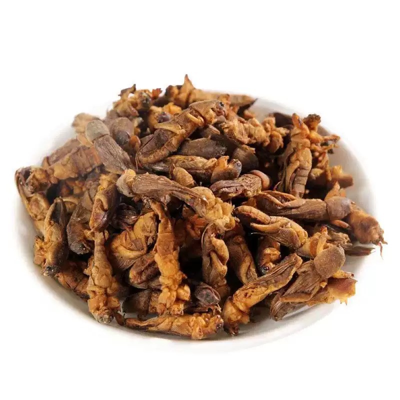 Lou Gu Dried (Gryllotalpa orientalis) — Whole Dried Mole Cricket, Traditional Herbal Material 500g - Image 5