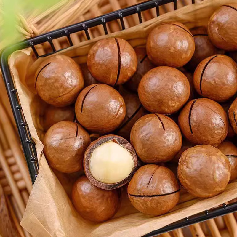 Macadamia Nuts (Macadamia integrifolia) — Creamy Jumbo Raw Food Nut, 500g - Image 2