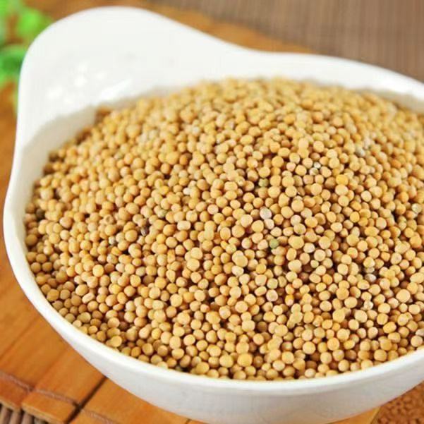 White Mustard Seed Powder Bai Jie Zi Fine Ground Traditional Chinese Herb 500g - Image 2