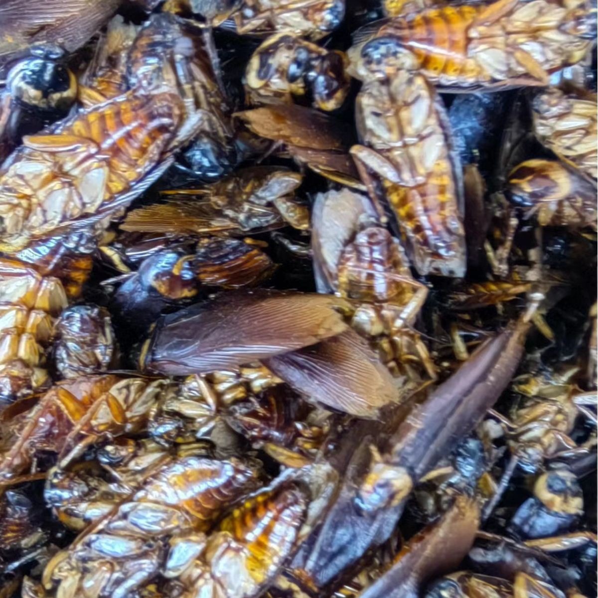 Dried Cockroach (Eupolyphaga sinensis) — Traditional Chinese Medicinal Insect, 500g - Image 5