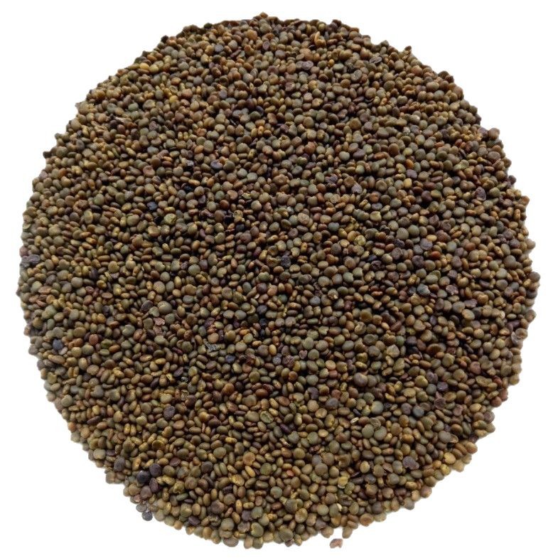 Dried Sha Yuan Zi Seeds 500g Astragalus complanatus Natural Sun Dried TCM Herbal Ingredient - Image 5