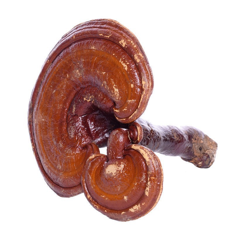 Dried Lingzhi Reishi Mushroom Whole Ganoderma lucidum 500g TCM Herbal Decoction Ingredient - Image 5